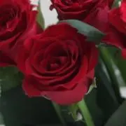さゆりの画像