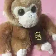 ikuradonの画像