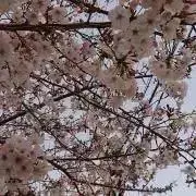 ★krit★プロフ確認お願いします！の画像