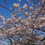 もじゃまる28の画像