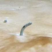 おすしの画像