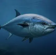 マグロの画像