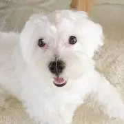 くぅちゃん