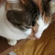 ちゃれの画像