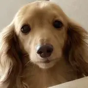 (ミ・ﻌ・ミ)ฅ