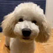 リッティー