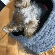 チャムの画像
