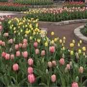 tulipの画像