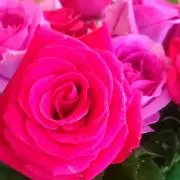 Mayaの画像