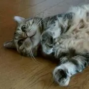 ジンシャン