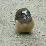 ままま