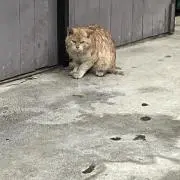 ぬれねこの画像