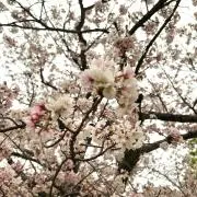エリカの画像