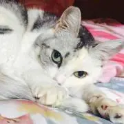 teraの画像