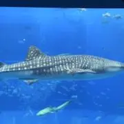うぇんの画像