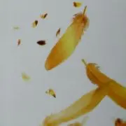 トムキャットの画像