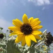 もこ