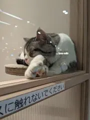 オレンジライナの画像