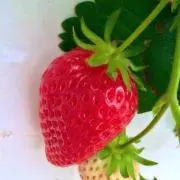 まりも