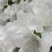 ほたて