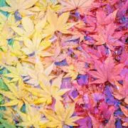 鎖骨の画像