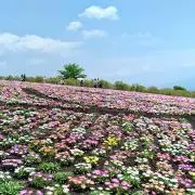 Image of こすもす