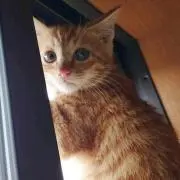 エルの画像