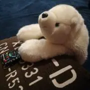 くまきちの画像