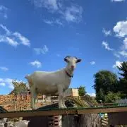 ラピスの画像