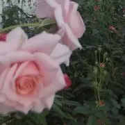 mnn‎nの画像
