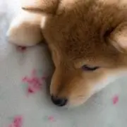 しえな