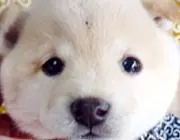 豆柴