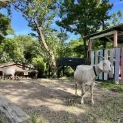 ゆこまた