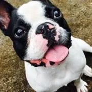 boo