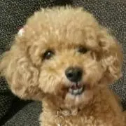 モコメリ