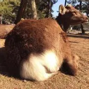 にゃんたま。