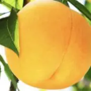 桃ノ助