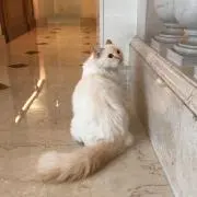 まるこの画像