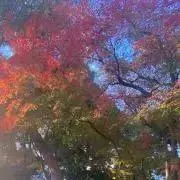 ありの画像