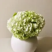 いくお