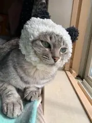 はてなねこの画像