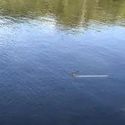 すうぇーでんの画像
