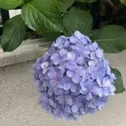 紫陽花◉即購入OKの画像