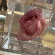 しゃけ  ⚠️プロフィールご覧くださいの画像