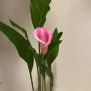 ことこと【24時間以内発送】の画像