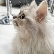ュゥぴょん