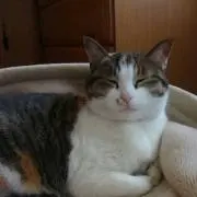 ちょべの画像