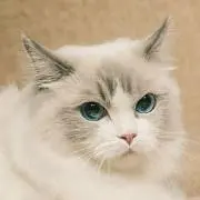 ゆ　プロフ必読の画像