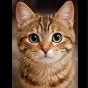 月猫つきねこの画像