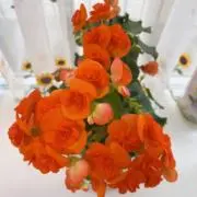 リヤの画像